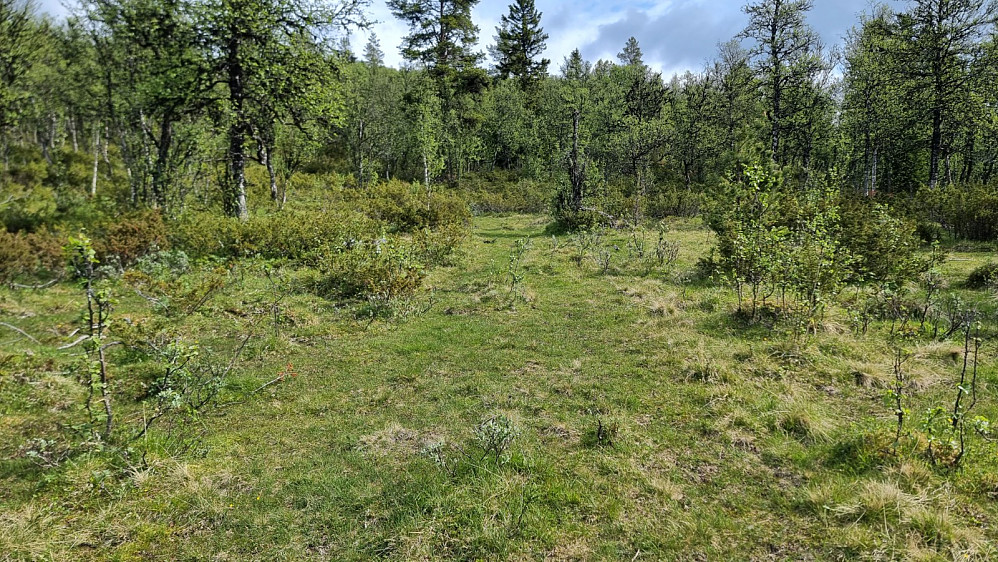 Litt vått i starten med deretter grei sti