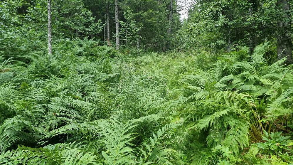 Veien opp var grodd helt igjen og det begynte å regne , så dette ble vått. Hadde nok vært lurere å gå i skogen