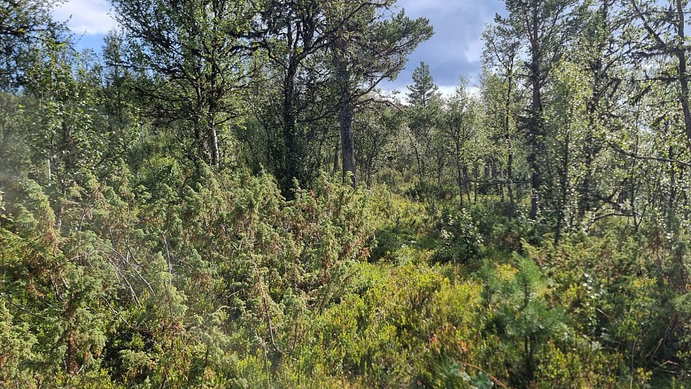 Jeg startet opp på dårlig vei og tok av fra veien og inn skogen på ryggen av åsen. Ingen sti i starten, men fant den litt lengre opp på ryggen