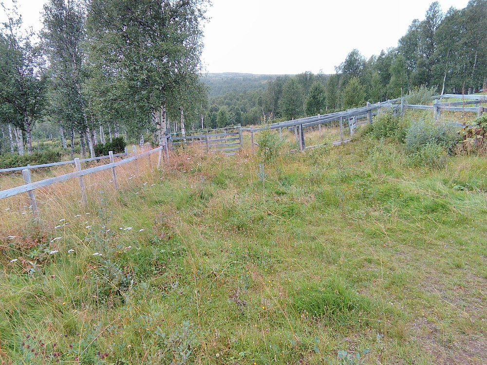 Stien startet ved sauekvea. Fjellet i bakgrunnen