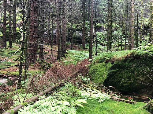 Skogen jeg gikk gjennom