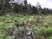 Fjellsamleren_20210708_60e701a090c7c.jpeg