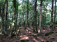 Stien gjennom skogen til Hjertås