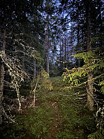 Mørk og tett skog