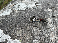To øyenstikkere som parer