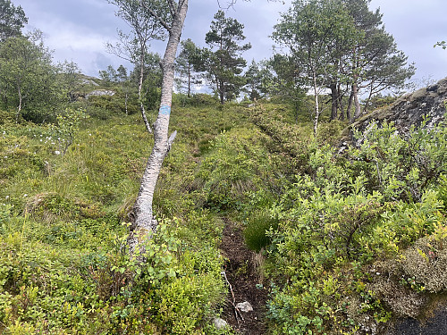 En fin og godt merket sti fra Rolse til varden på Stølafjellet