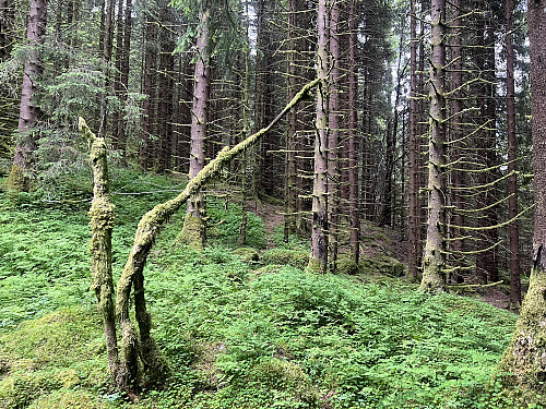 Langs ruten jeg fulgte inn i granskogen. Lettgått, åpent og fint
