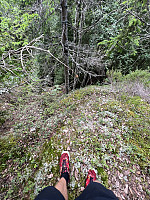 Bratt rute gjennom skogen