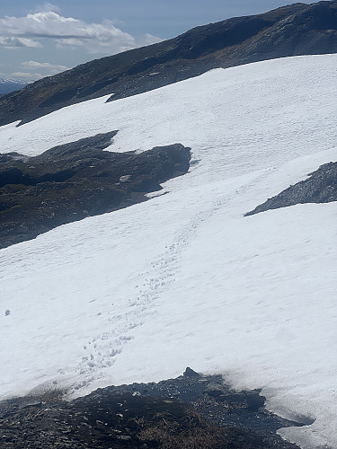 Solid såle på snøen like nedenfor trigpunktet på Sørvest for Hundeggi