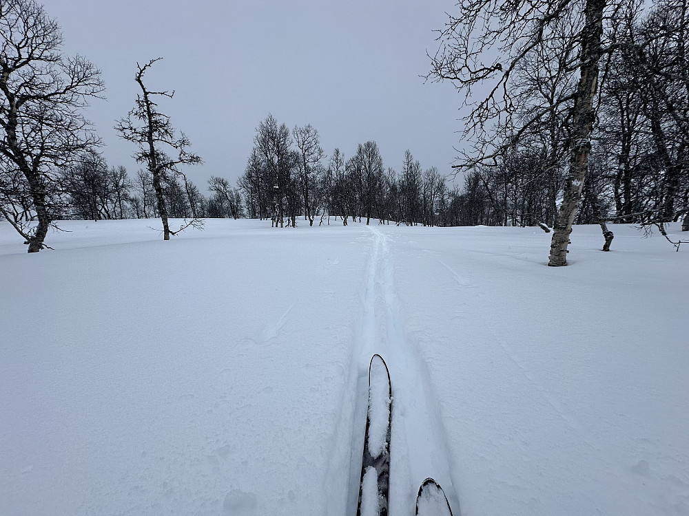 Pudderskogen!