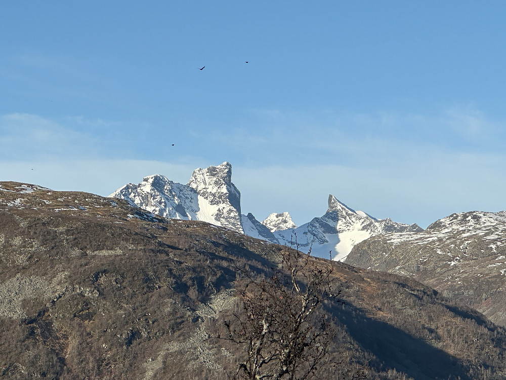 Kongen