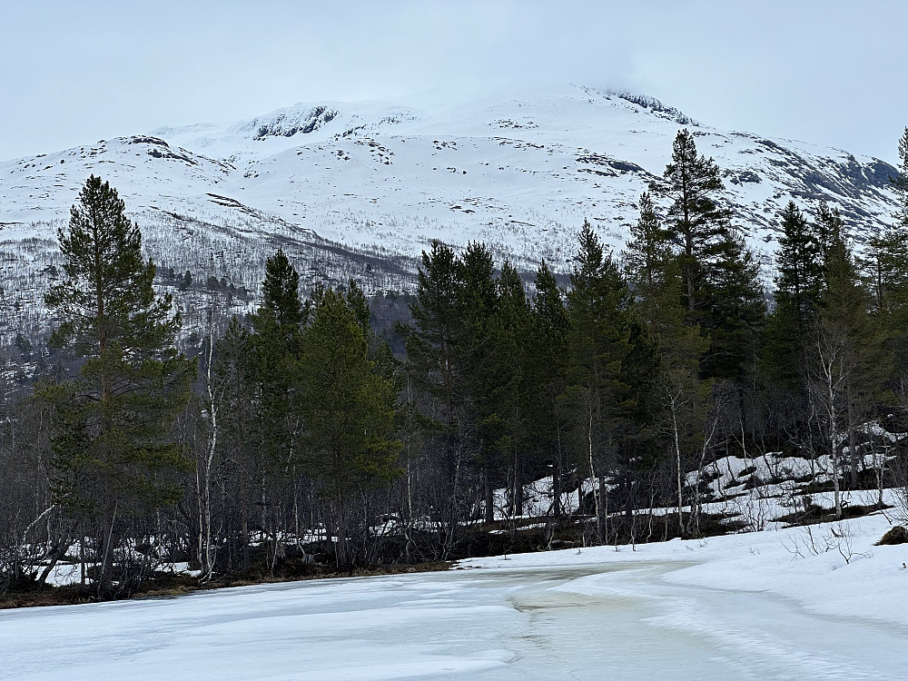 Stølsnosi fra Skogen ved Vettismorki