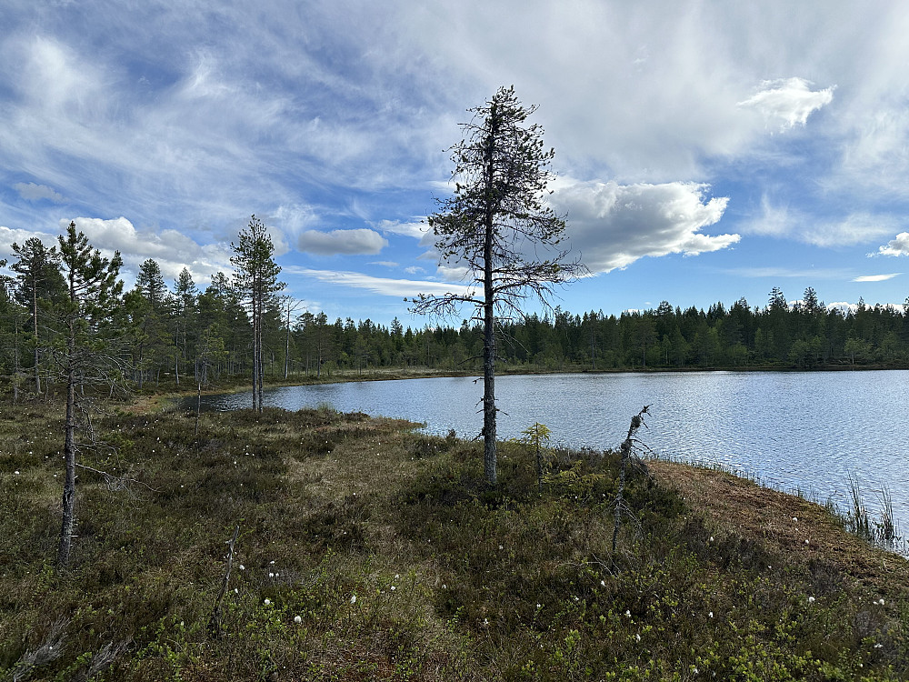 Bikkjetjern