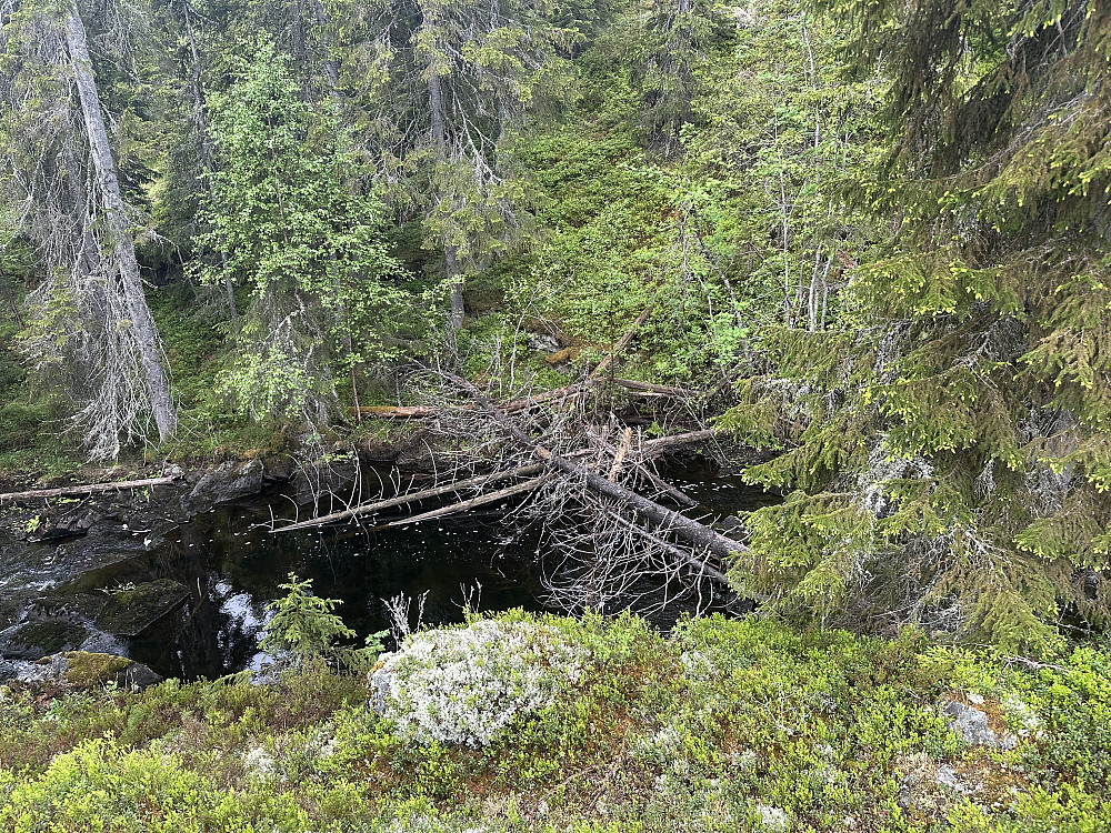Glad jeg droppa å padle dette strekket. Synfaring tjener alltid godt.