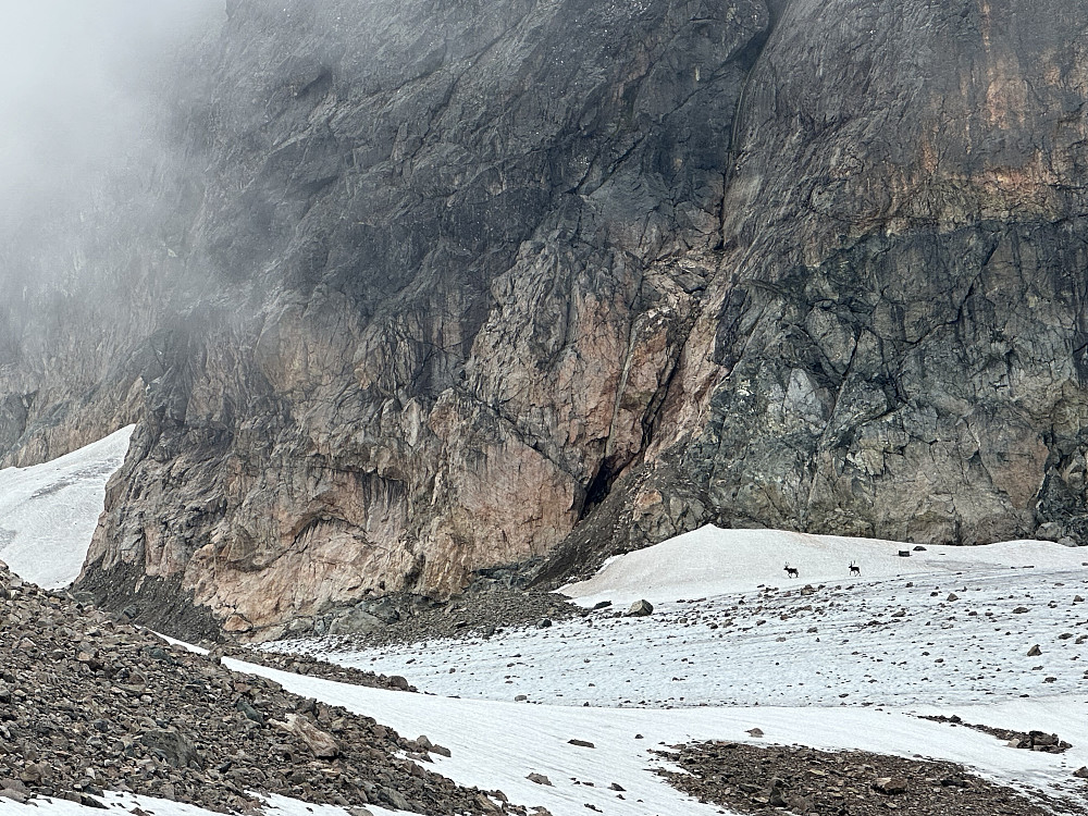To bukker- fjellets nomader 