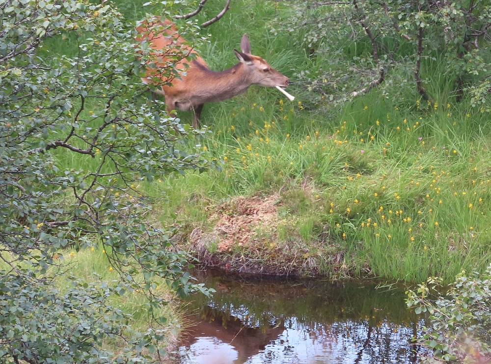 Hjort spiser bein