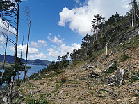 Fulgte skogsvei deler av veien på Seløya.