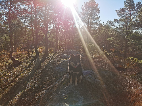 Toppen av Jonåsen, 457 moh. Ikke mye utsikt.