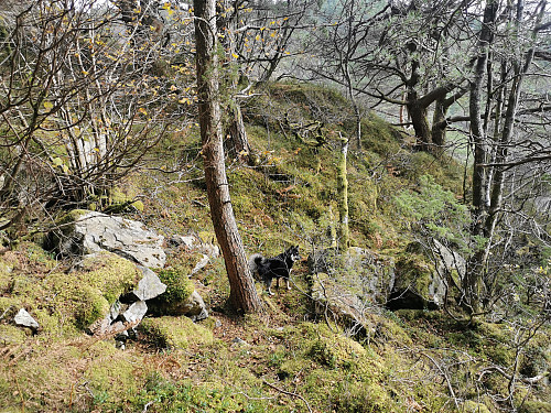 Nesten ute av skogen i Dalen.