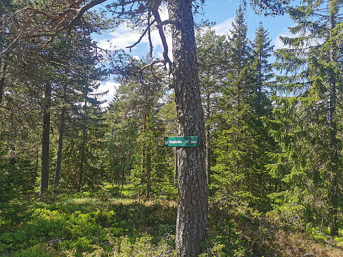 Toppen av Haugskollen, 387 moh.
