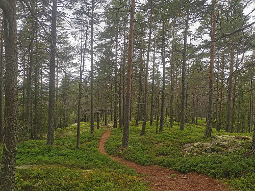 Finfin sti i furuskogen.