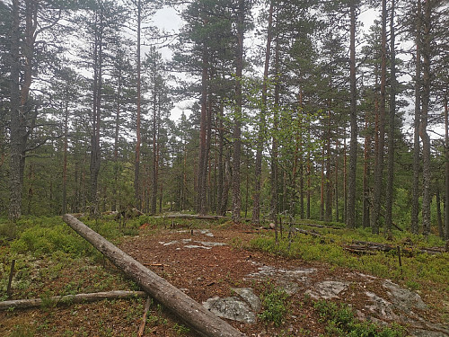 Toppen av Lauvåsknollen, 538 moh.
