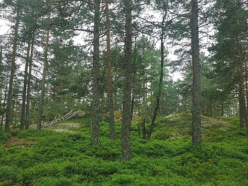 Toppen av Østerholtknatten