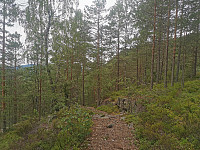 God sti opp gjennom skogen.