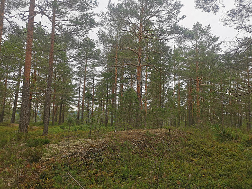 Toppen av Lundeåsen, 192 moh.