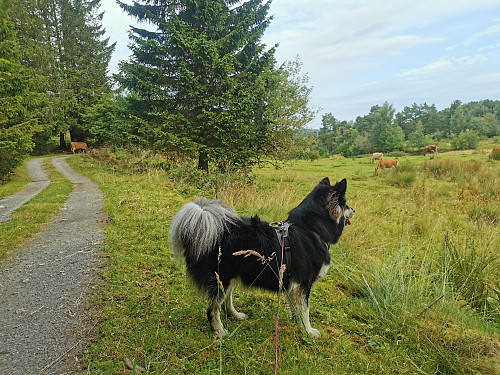 Tarja fått øye på kyr på beite.