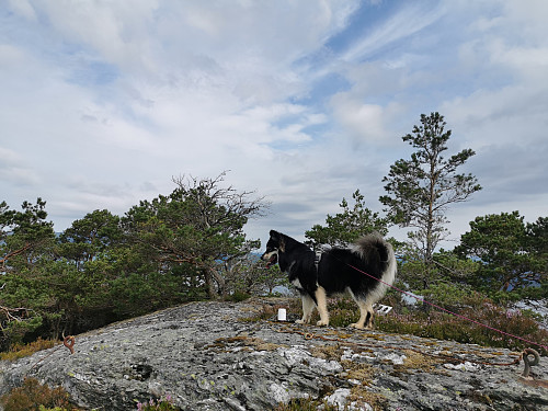Toppen av Skorpo, 237 moh.