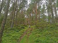 Fulgte ATV track et lite stykke før det forsvant.