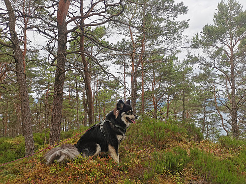 En av mange små topp punkt på Eidsvikåsen, sannsynligvis det høyeste (137 moh).