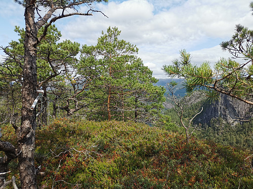 Toppen av Solaråsen, 240 moh.