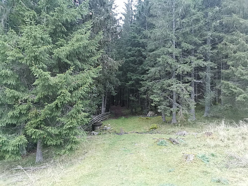 Først litt tett granskog nær skianlegget ved Lyngåsen.