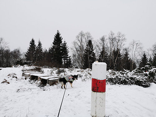 Toppen av Nonhøyen, 236 moh.