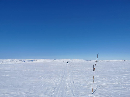 Videre på langs den kvistede rundløypen.