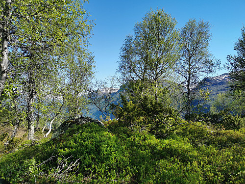 Toppen av Stølsnuten, 712 moh.