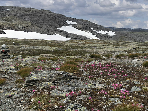 Tilbake på T-stien. Fine farger også i høyfjellet.
