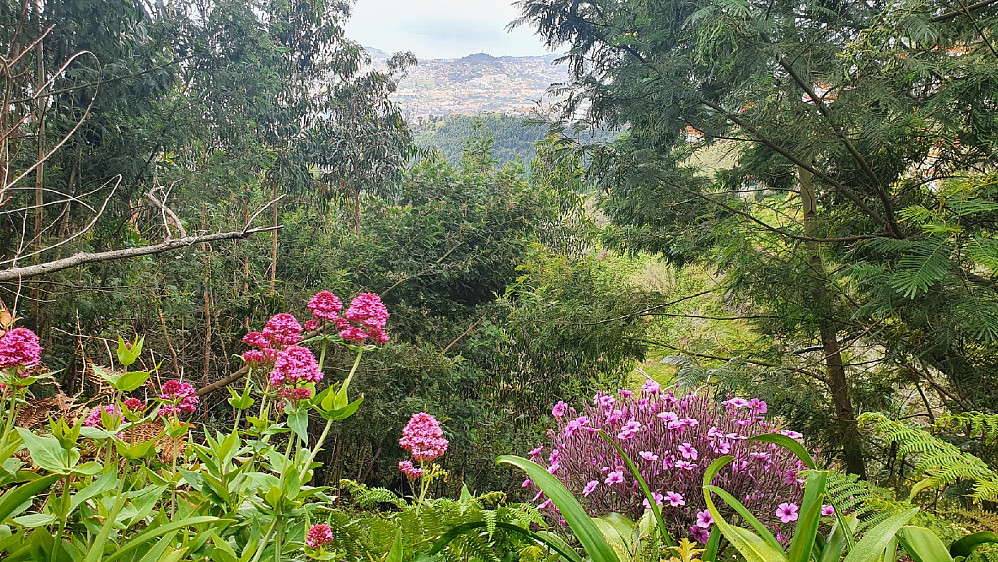 Utsikt mot vestre del av Funchal