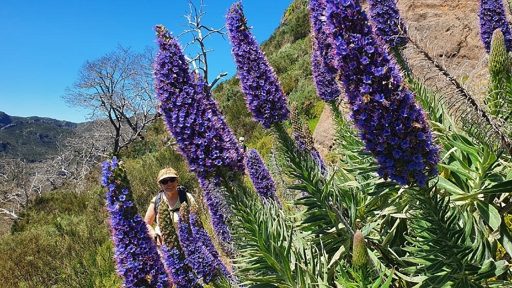  De nydelige blå blomstene som humlene digget.