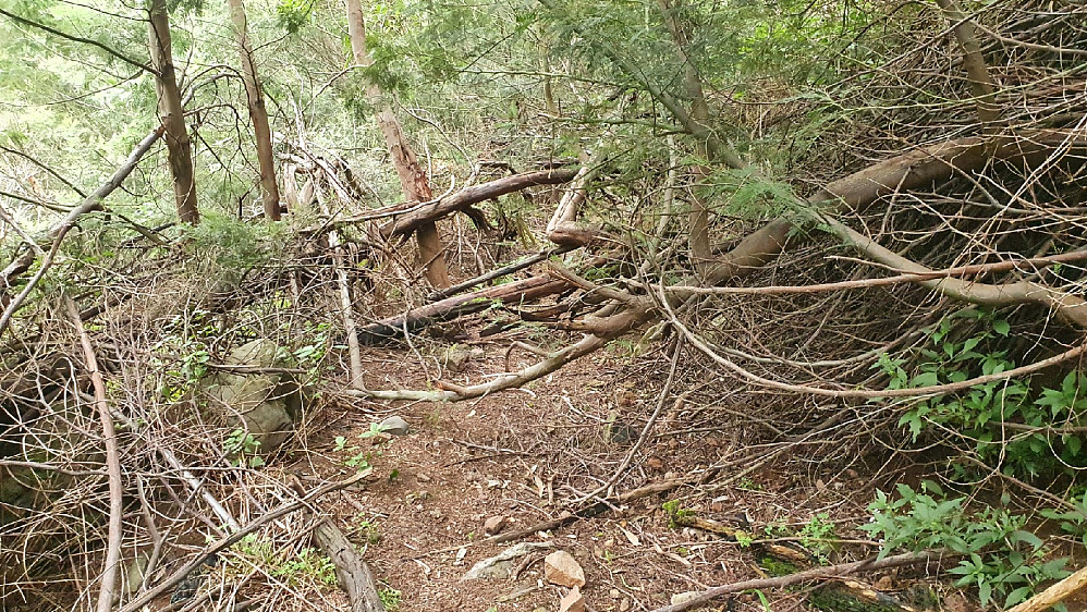 Ugjennomtrengelig skog på stien mot Monte.