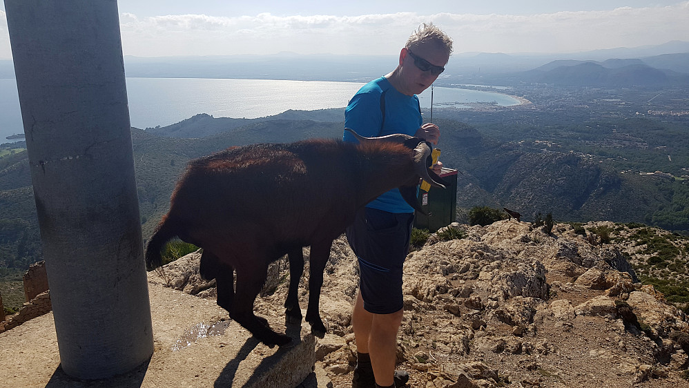 Den frekke geiten! Alcudiabukta i bakgrunnen.