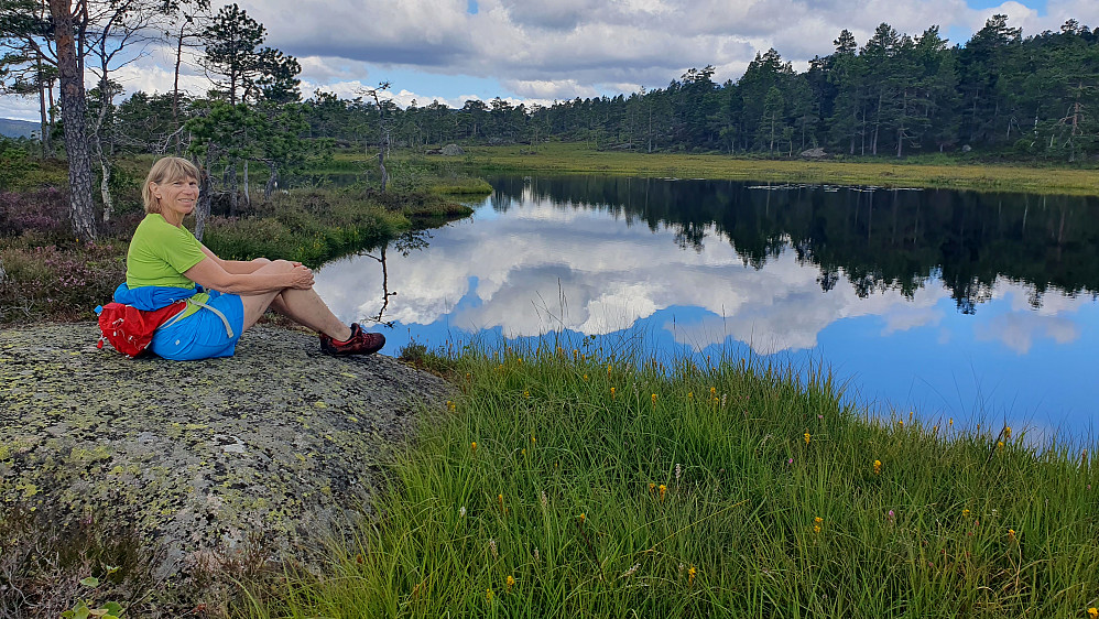 Tok en avstikker til vakre Gullknapptjern