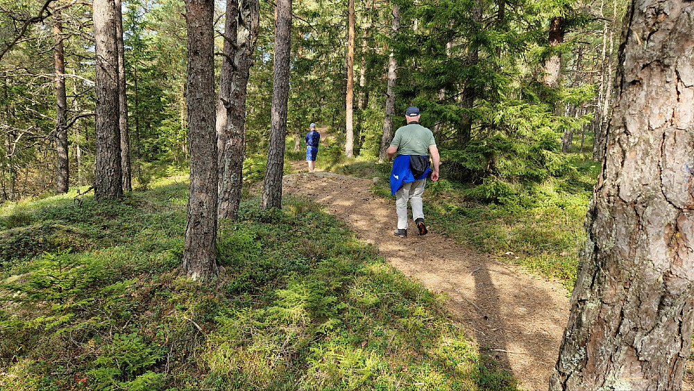 Flotte stier i hovedleden nord for Vektarkullen