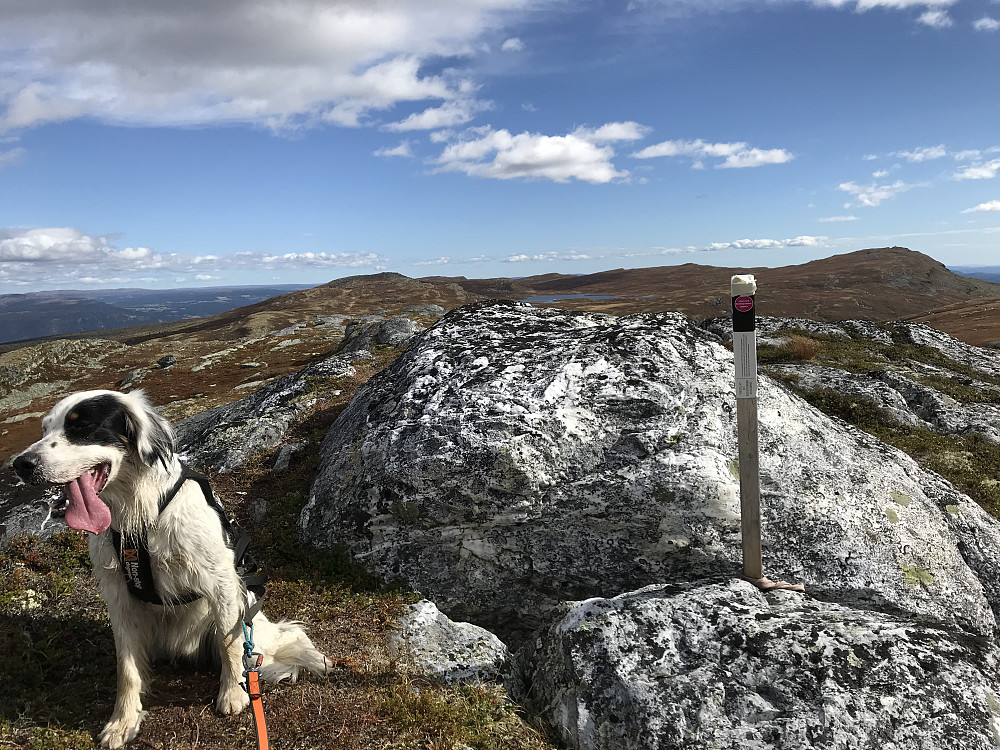 Gråkampen