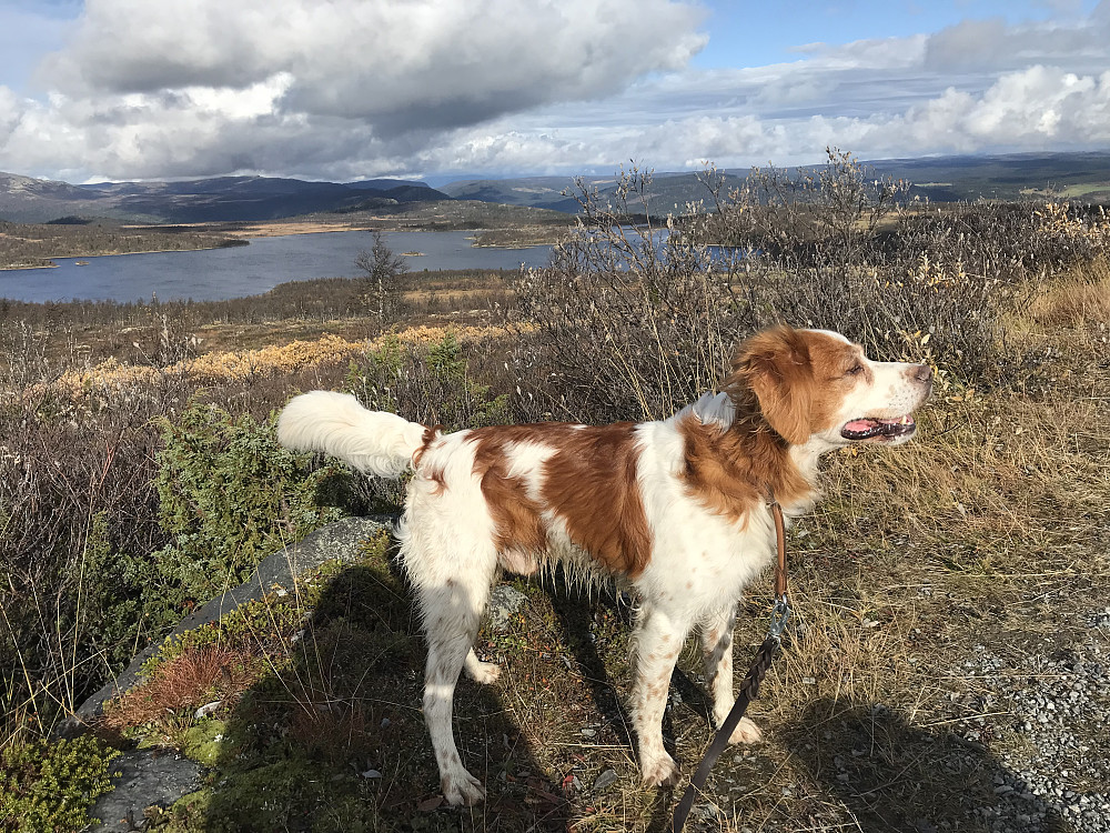 Bonzo