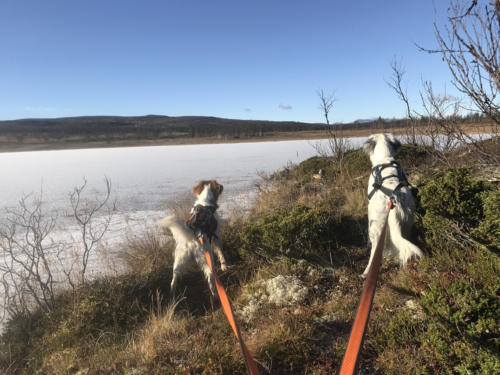 Moatjønnet, isen har lagt seg siden i går.