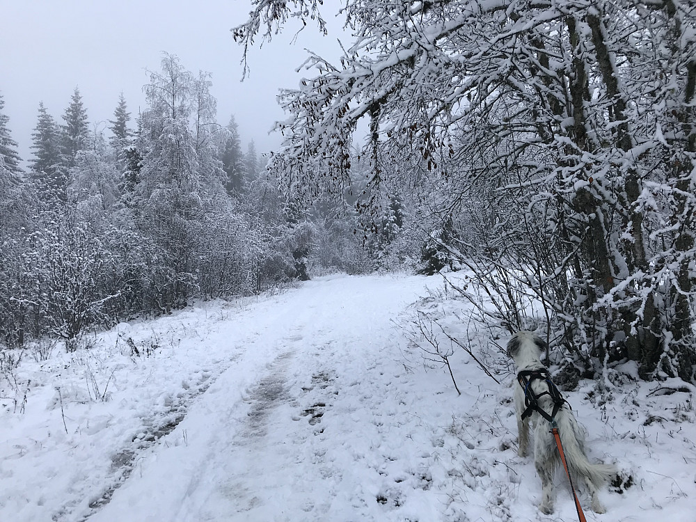 Vinterlig på Bergstoppen i dag