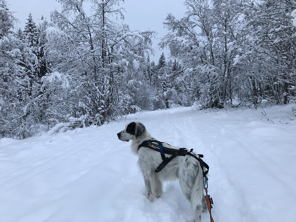 Vinter på Bergstoppen